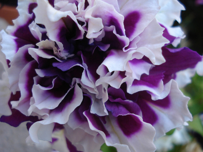 Petunia Purple Pirouette (2011, Jun.19) - PETUNIA Double