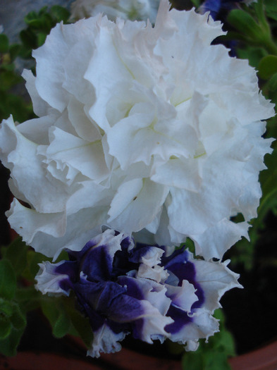 Double Petunias (2011, June 19)