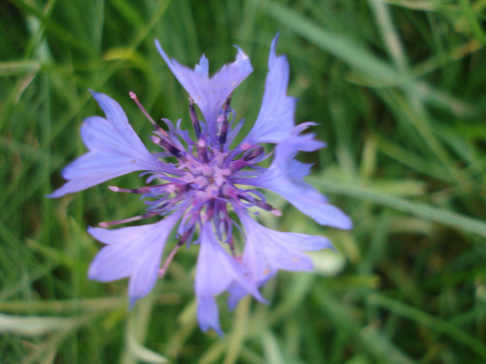 Centaurea cyanus (2011, June 18) - CENTAUREA Cyanus_Cornflower