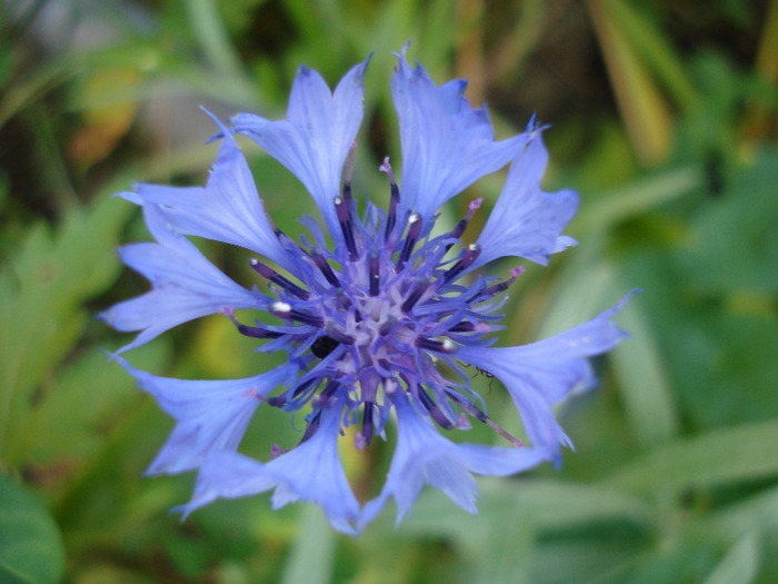 Centaurea cyanus (2011, June 18) - CENTAUREA Cyanus_Cornflower