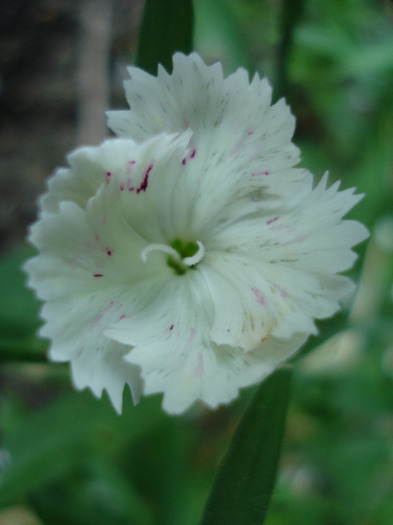Dianthus chinensis (2011, June 18)