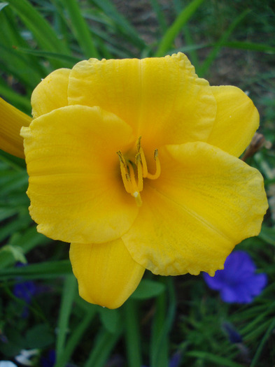 Hemerocallis Stella de Oro (2011, Jun.19)