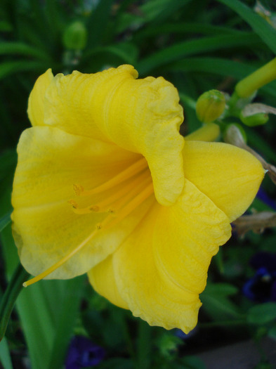 Hemerocallis Stella de Oro (2011, Jun.19) - Hemerocallis Stella de Oro