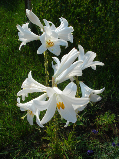 Madonna Lily (2011, June 18) - LILY Madonna Lily