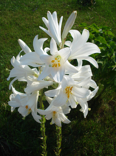 Madonna Lily (2011, June 18) - LILY Madonna Lily