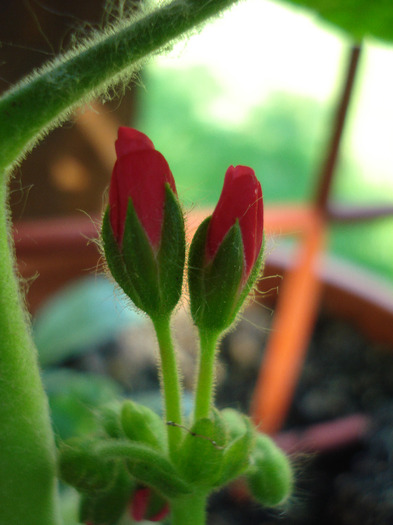 Orbit geranium Violet, 19jun2011