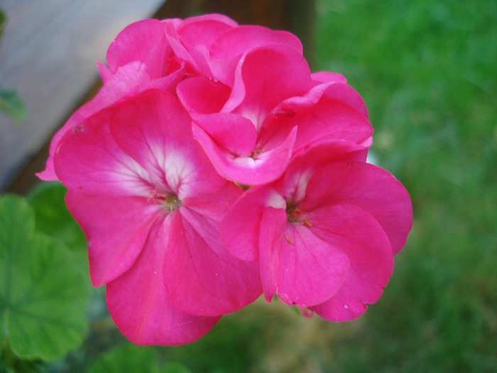 Orbit geranium Violet, 19jun2011 - Geranium Violet