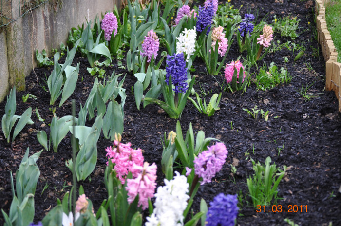 DSC_0107 - flori-fleurs-bloemen