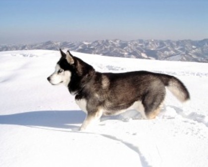 grey_siberian_husky