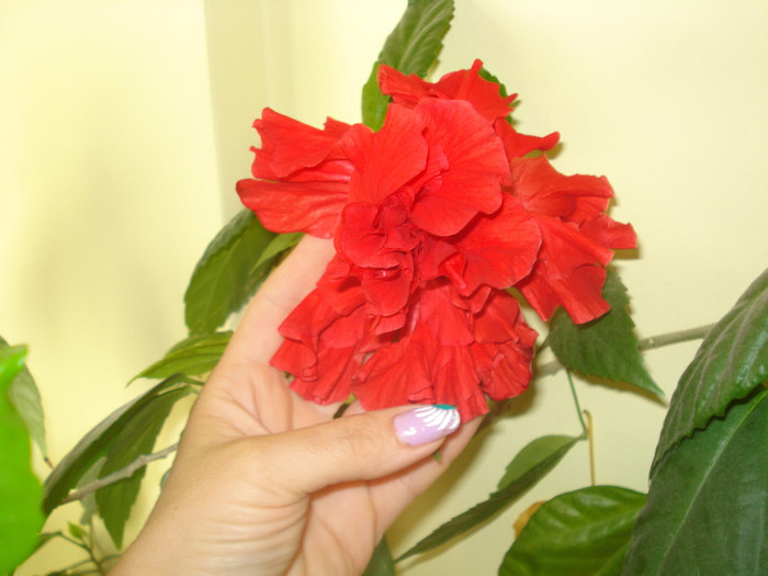 HIBISCUS ROSU