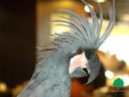 NZEEZVAWACHGKNTPGOD - papagali