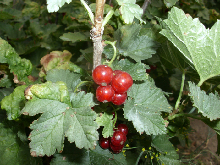 COACAZE ROSII - ARBUSTI FRUCTIFERI