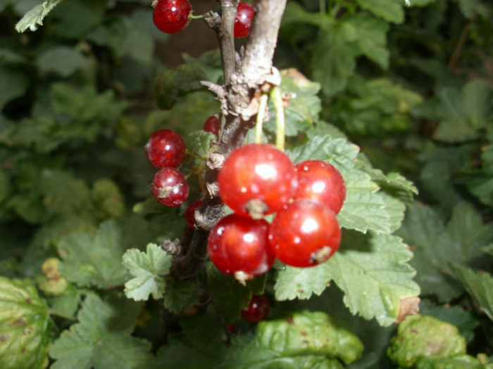 COACAZE ROSII - ARBUSTI FRUCTIFERI