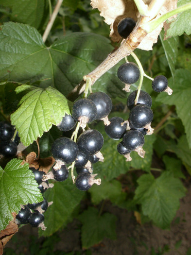 COACAZE NEGRE - ARBUSTI FRUCTIFERI