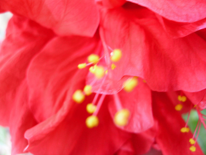 IMG_1707 - TRANDAFIR JAPONEZ-HIBISCUS