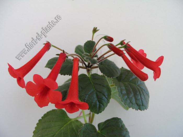 Sinningia Red Raindrops 20 - GLOXINIA _ SINNINGIA
