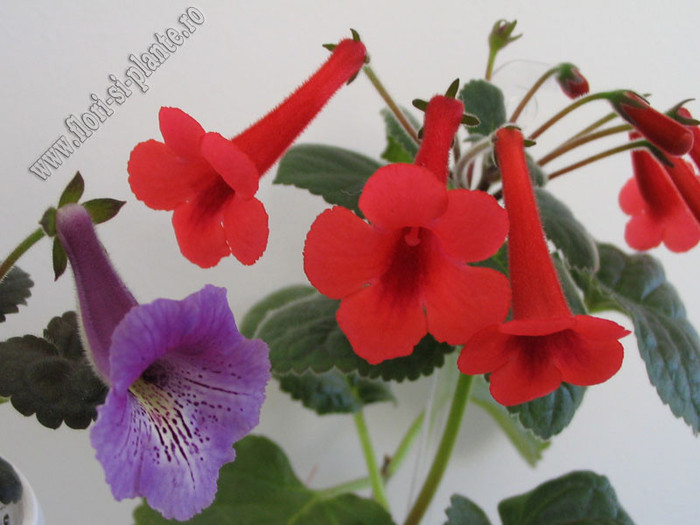 Sinningia Red Raindrops si Mark Twain - GLOXINIA _ SINNINGIA