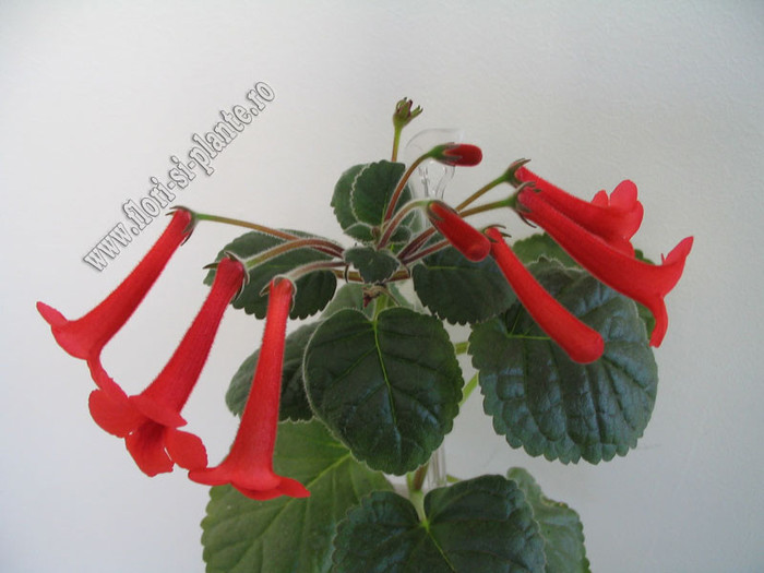 Sinningia Red Raindrops 22 - GLOXINIA _ SINNINGIA