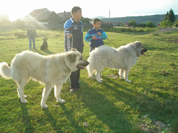 P1011421 - 1-a---- Paznicii mei Caucazian  si --- FEMELA  KANGAL--- catelusi kangal -VANDUTI