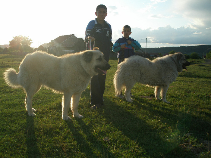 P1011422 - 1-a---- Paznicii mei Caucazian  si --- FEMELA  KANGAL--- catelusi kangal -VANDUTI