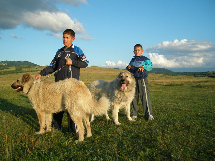 P1011423 - 1-a---- Paznicii mei Caucazian  si --- FEMELA  KANGAL--- catelusi kangal -VANDUTI