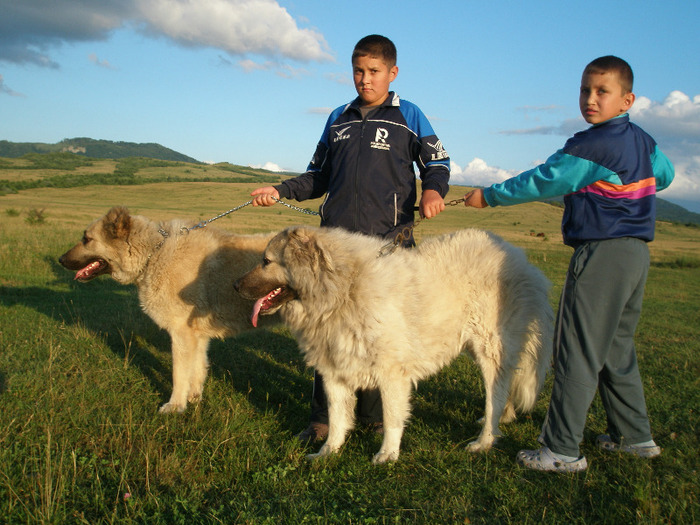 P1011425 - 1-a---- Paznicii mei Caucazian  si --- FEMELA  KANGAL--- catelusi kangal -VANDUTI