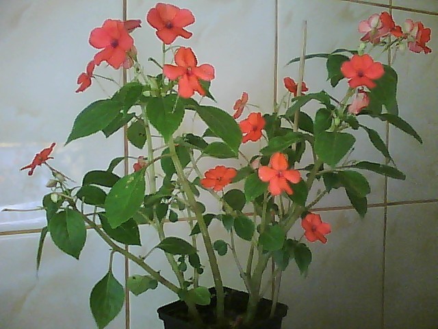 impatiens-multumesc Corinap; impatiens-sporul casei
