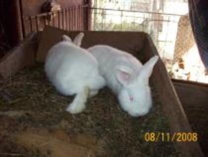 MJMGUMOKSXMFOFKUVJV - iepuri