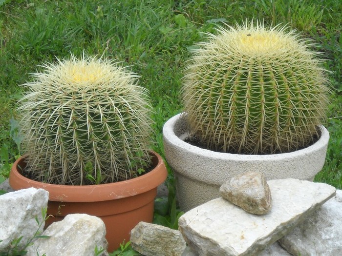 Teposii lui PUIU - FLORI DIVERSE