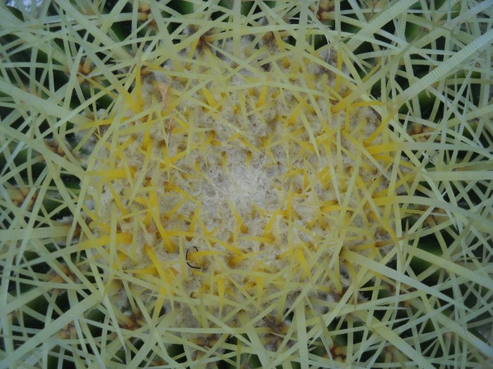 DSCN6802 - FLORI DIVERSE