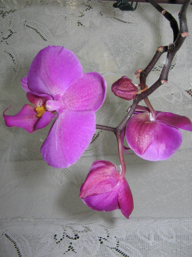 phale 8 - Orhidee Colectie