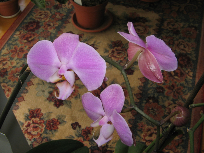 phale 9 - Orhidee Colectie