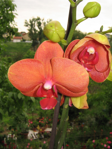 phale 10 - Orhidee Colectie