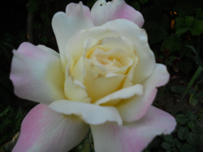 DSCN0711 - trandafiri 2011