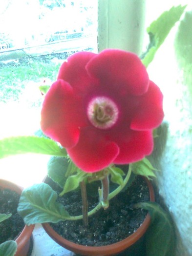 21.6.2011 - gloxinia 2011