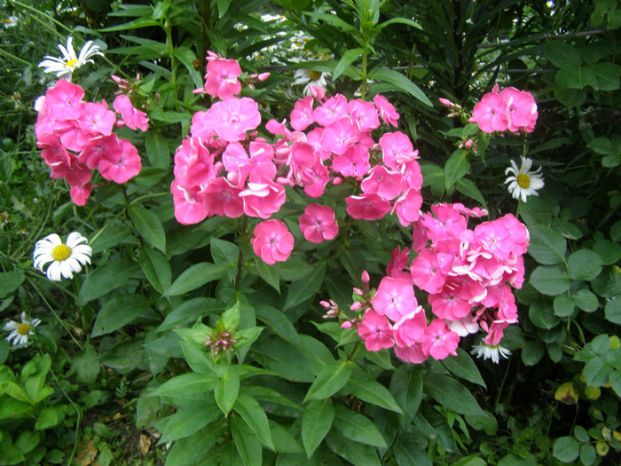P5026134