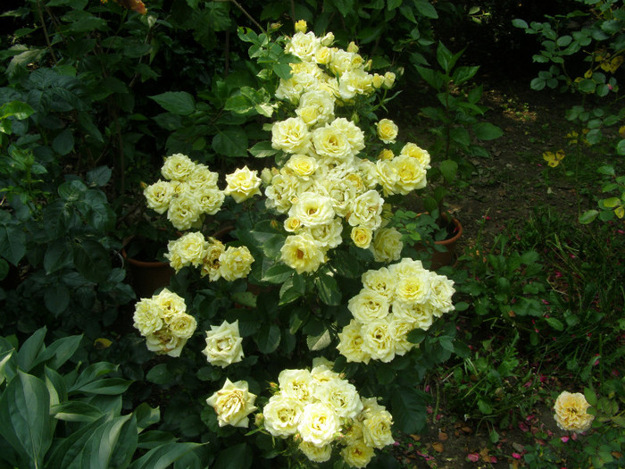 P5056145