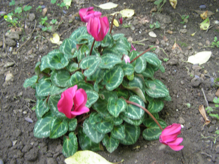 P5056148
