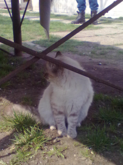 27032011415 - pisica mea 2