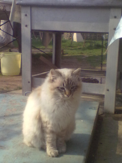 27032011418 - pisica mea 2