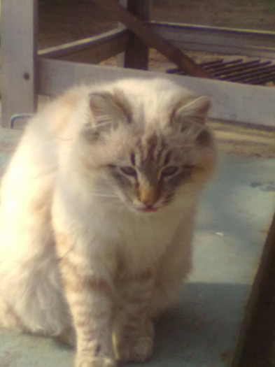 27032011422 - pisica mea 2