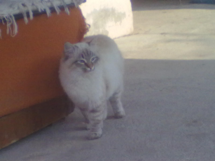 27032011425 - pisica mea 2