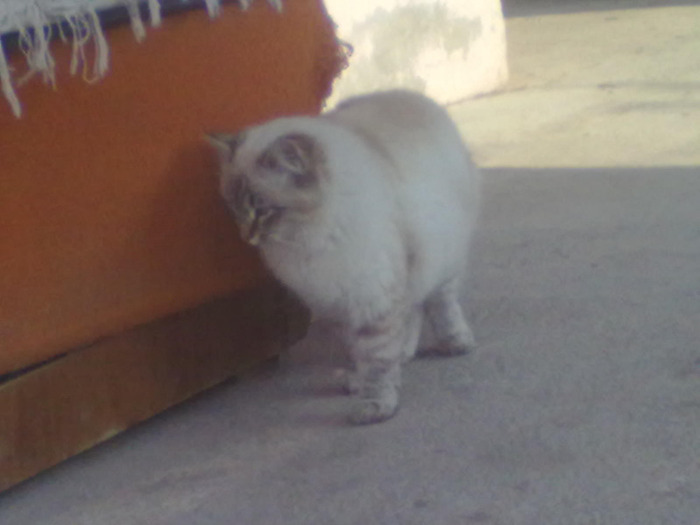27032011427 - pisica mea 2