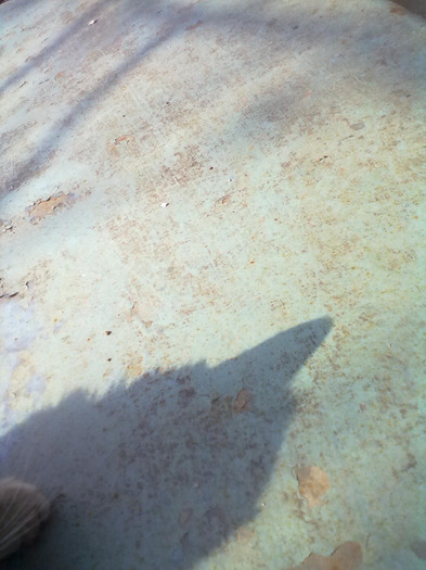 27032011429 - pisica mea 2