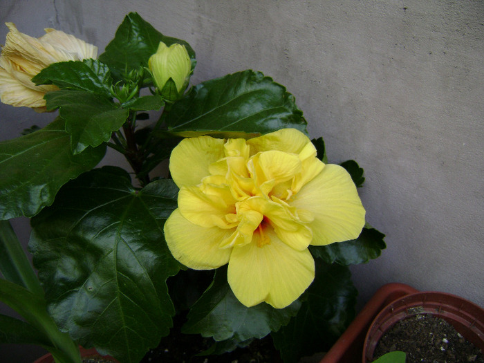 o noua zi, o noua floare