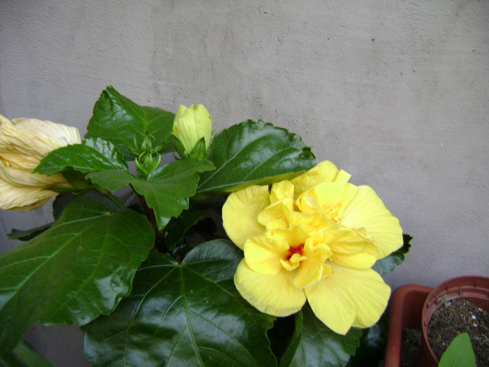 DSC06656 - hibiscus 2011