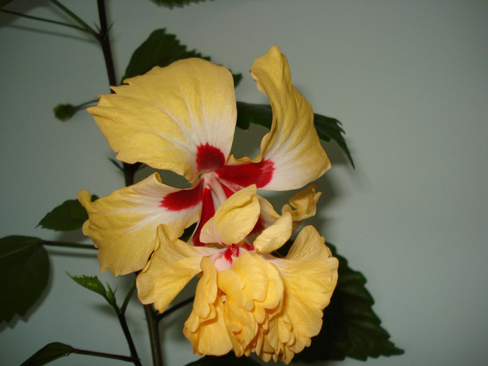 El Capitolio - HIBISCUS 2011