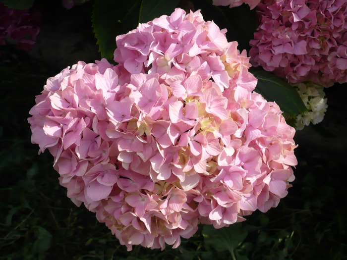 040 - hortensia 2