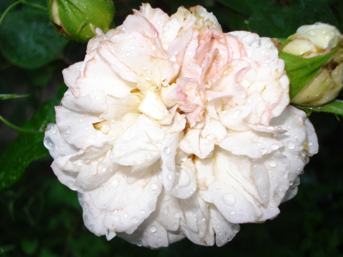 "Herkules"-Kordes 2007, floribunda, parfumat, prima floare,19.06.2011 - Trandafiri 2011