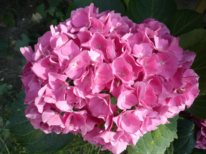 h (3) - hortensia 2